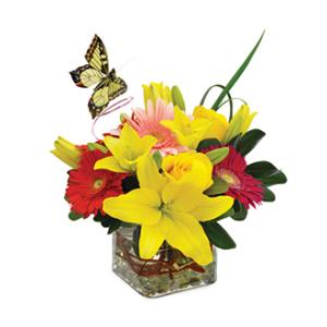 Bright and Cheery