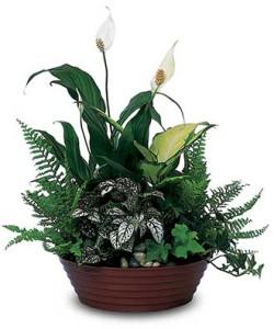 Dish Gardens