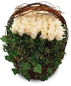 Garden of Roses