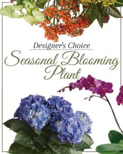 Designer’s Choice Nicest Blooming Seasonal Plant