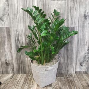 ZZ Plant