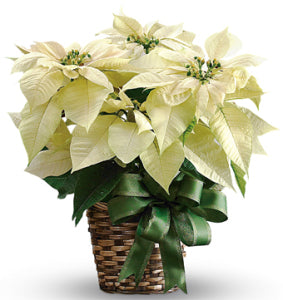 White pointsettia