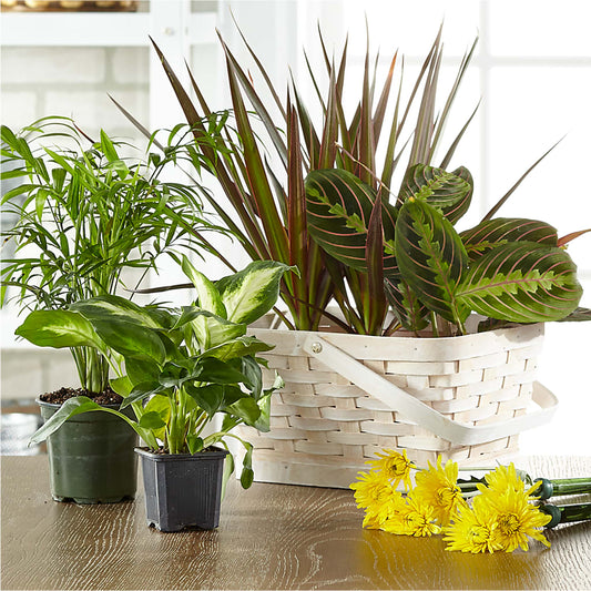 Florist Designed Blooming and Green Plants in a Basket –  Canadianflowershoppe.ca, Scarborough ON