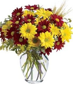 Fall for Daisies