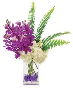 Orchid Breeze
