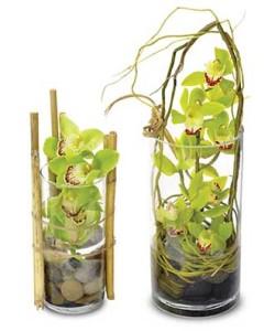 Cymbidium Orchid Desktop Garden