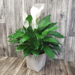 Spathiphyllium