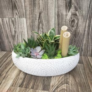 Succulent Zen Garden