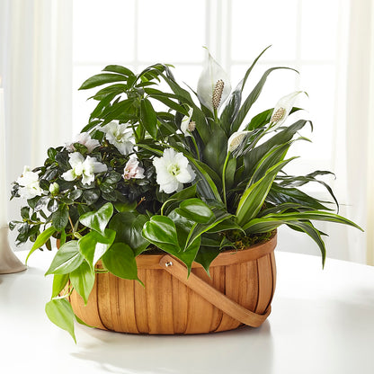 Serene Dishgarden –  Canadianflowershoppe.ca, Scarborough ON