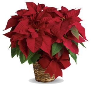 Red Poinsettia